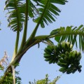バナナの花は先端側