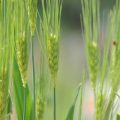 内臓脂肪レベルを下げるもち麦の効果的な食べ方