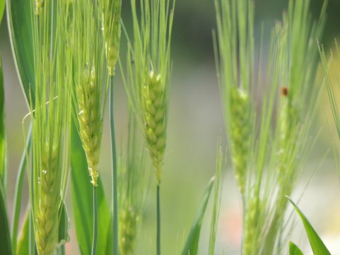 内臓脂肪レベルを下げるもち麦の効果的な食べ方