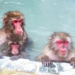 インフルエンザは熱め