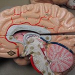 brain (480×360)
