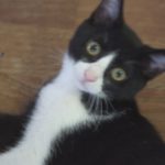 猫の熱中症