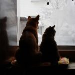 猫背の原因
