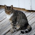 猫背を治す方法はダイエットする方法でもある