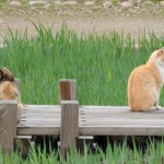 catback