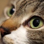 老眼予防