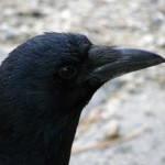 crow