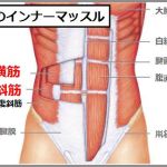 体幹のインナーマッスルは腹横筋と腹斜筋
