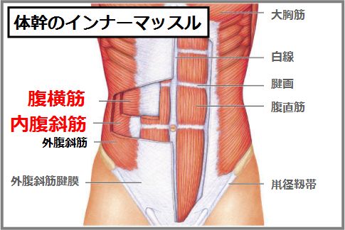 体幹のインナーマッスルは腹横筋と腹斜筋