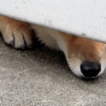犬の熱中症