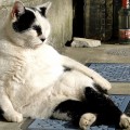 オチョダイエット効果別【早わかりマニュアル】