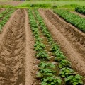 露地栽培の野菜はハウスより抗酸化作用が強い