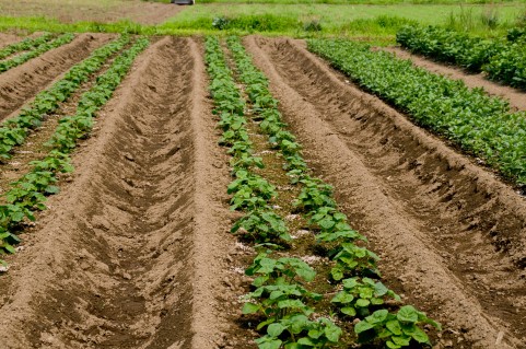 露地栽培の野菜はハウスより抗酸化作用が強い