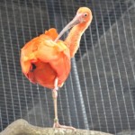 flamingo