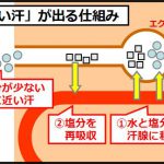 よい汗っかき
