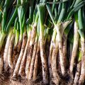 免疫力を高める食材はネギの青い部分にある粘液