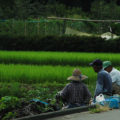 癌に効く食べ物「クレソン」は道志村で作られる