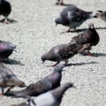 クリプトコッカス症は鳩が集まる場所で感染する