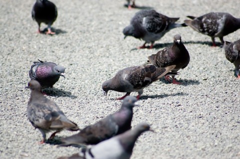 クリプトコッカス症は鳩が集まる場所で感染する