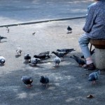 pigeon