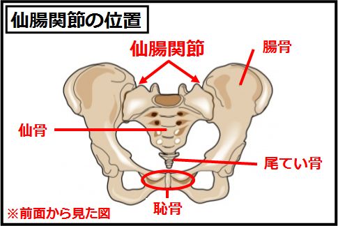 仙腸関節の位置