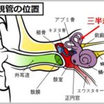 semicircular-canal