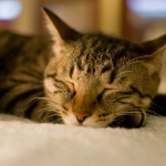 不眠症の薬