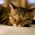 寝るだけダイエットは眠りの質を上げるだけ