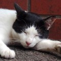 ノンレム睡眠に確実に入る裏ワザ「タップ療法」