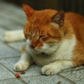 食べてないのに太るのは7割がモナリザ症候群