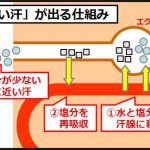 汗腺トレーニング