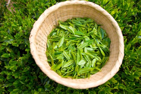 口臭予防にはお茶の葉の粉末が一番効果的