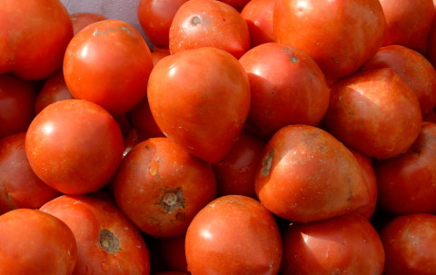 リコピンの効果はトマトが完熟しているほど高い