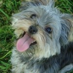 tongue (480×270)