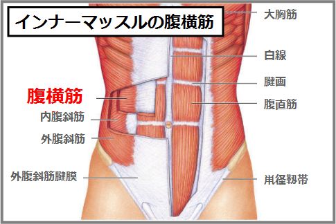 胃下垂の治し方はインナーマッスルの腹横筋が鍵